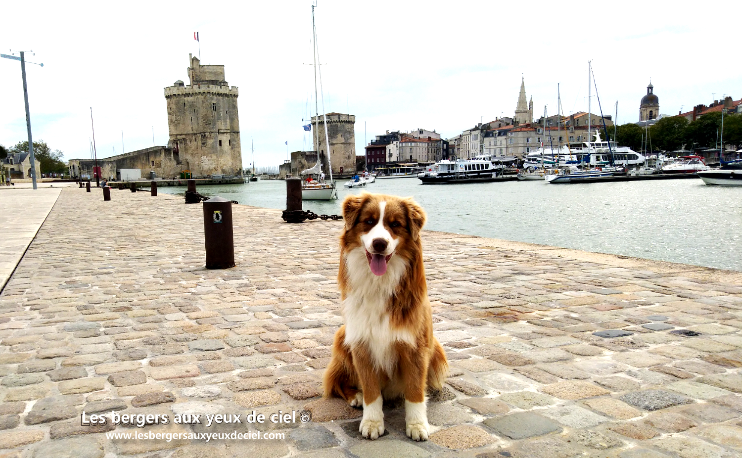La cavalcade de La Rochelle avec un berger australien rouge tricolore aux yeux bleus un peu perturbateur