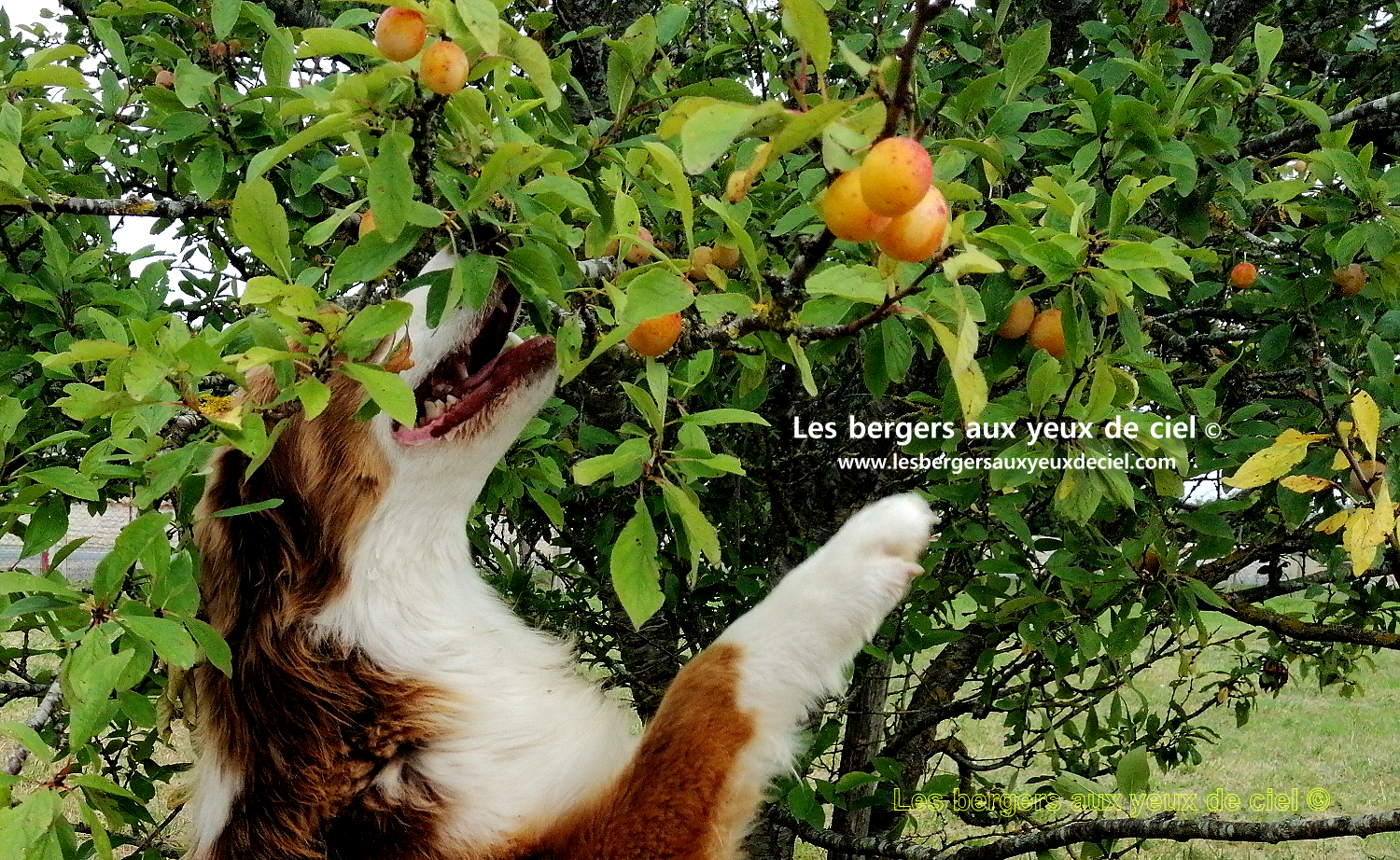 Fantômas berger australien rouge tricolore aux yeux bleus pas si carnivore