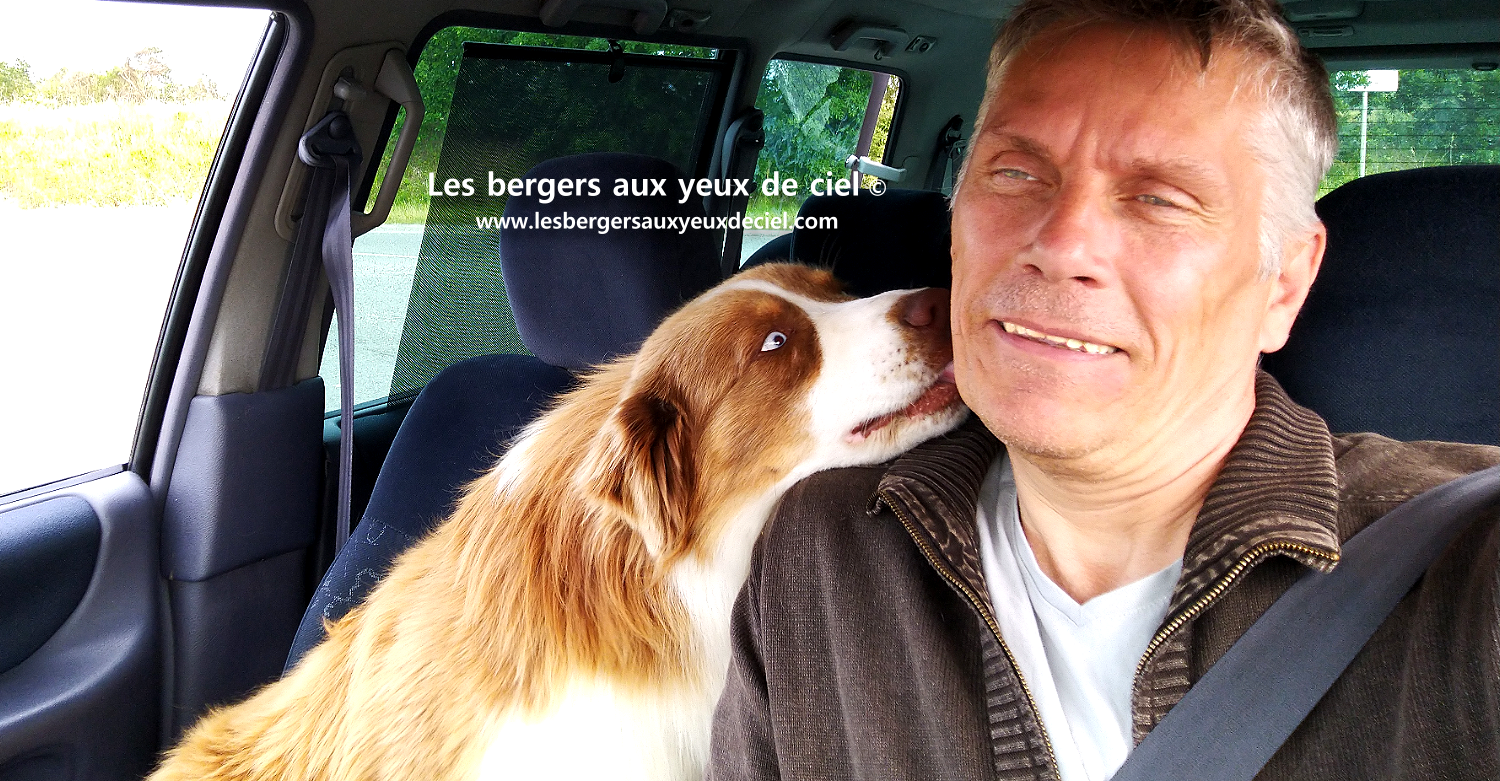 Fantômas berger australien rouge tricolore aux yeux bleus pas si carnivore