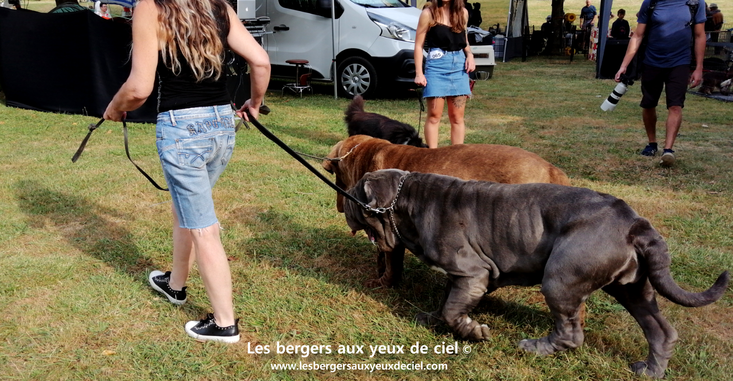 Confirmation berger australien rouge tricolore aux yeux bleus