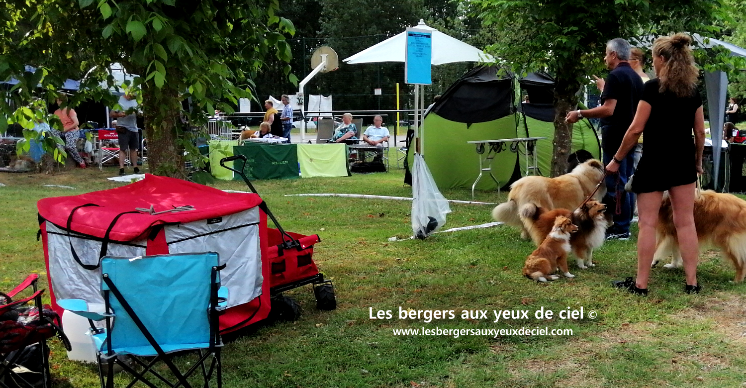 Confirmation berger australien rouge tricolore aux yeux bleus