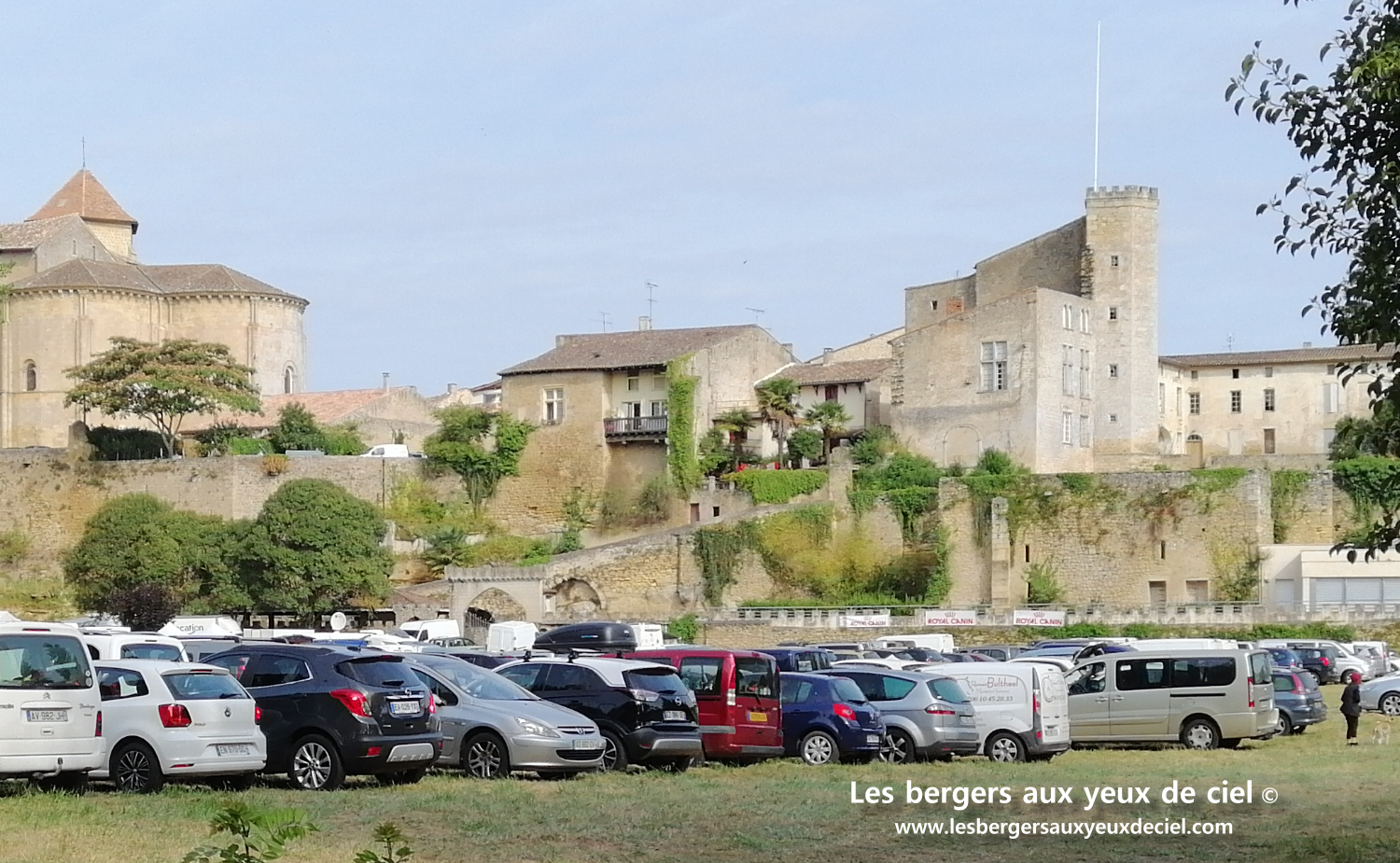 Confirmation berger australien rouge tricolore aux yeux bleus