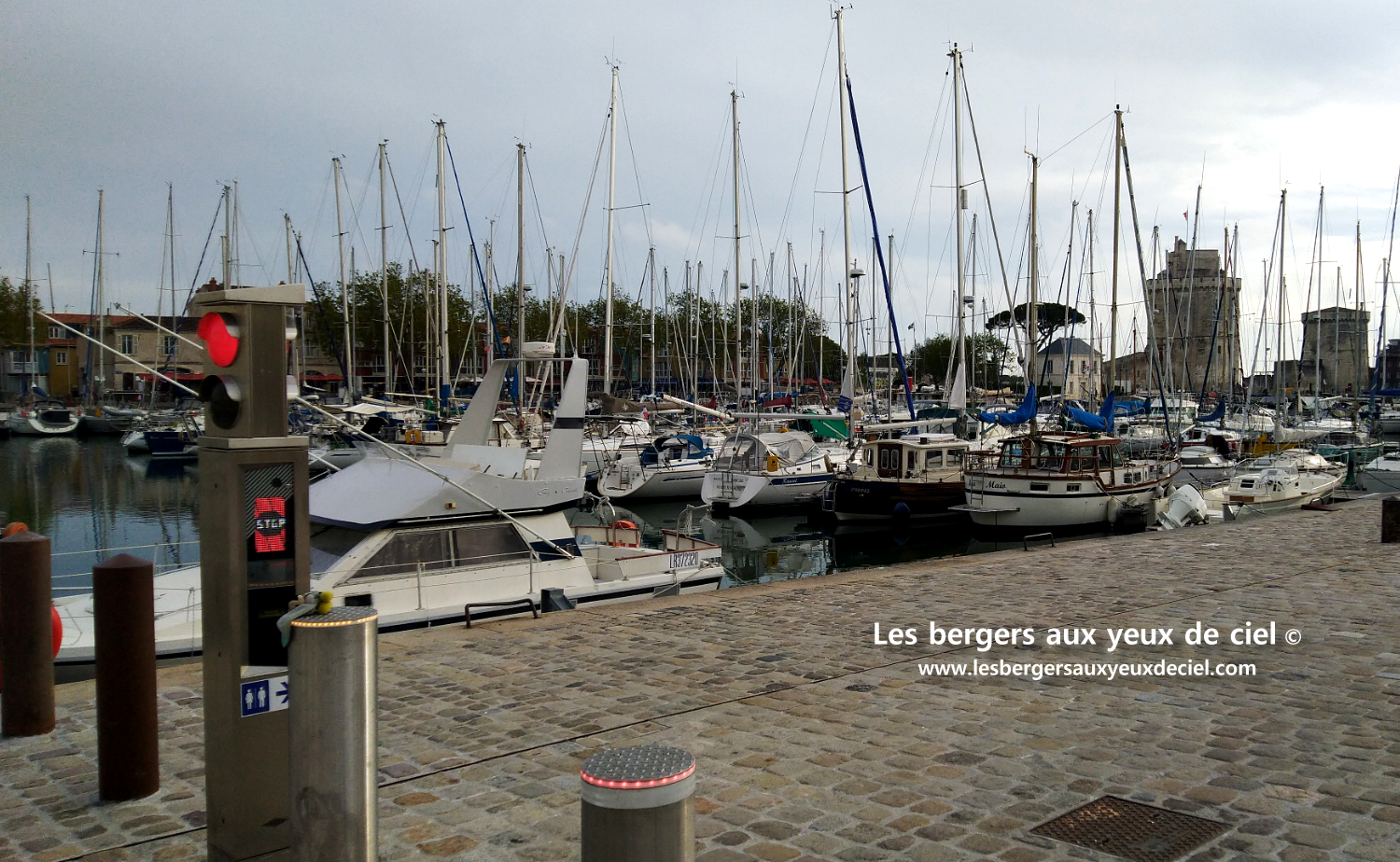 La cavalcade de La Rochelle avec un berger australien rouge tricolore aux yeux bleus un peu perturbateur