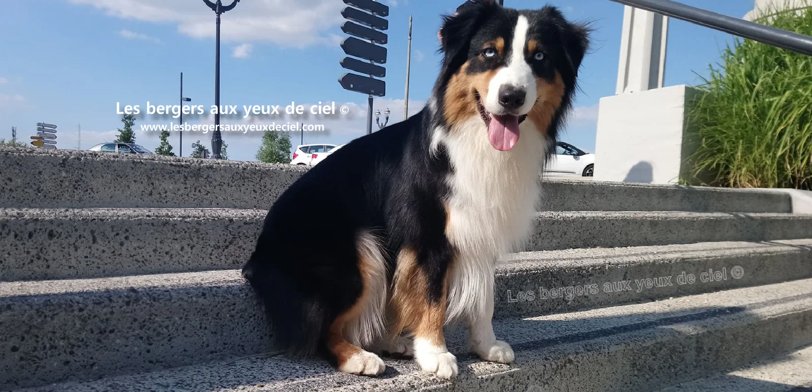 New Casper, berger australien noir tricolore aux yeux bleus de l'élevage les bergers aux yeux de ciel