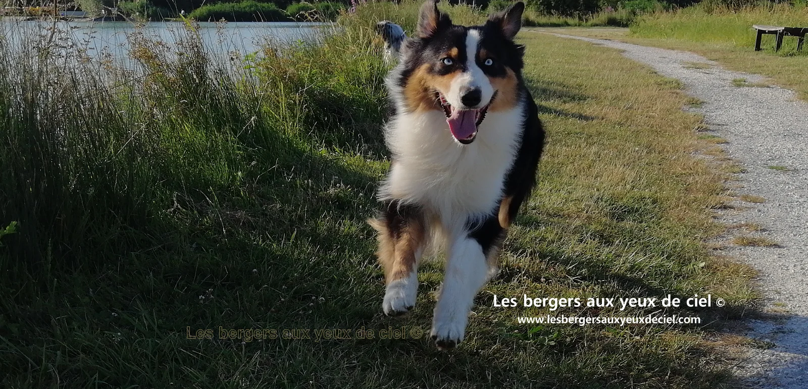 New Casper, berger australien noir tricolore aux yeux bleus de l'élevage les bergers aux yeux de ciel