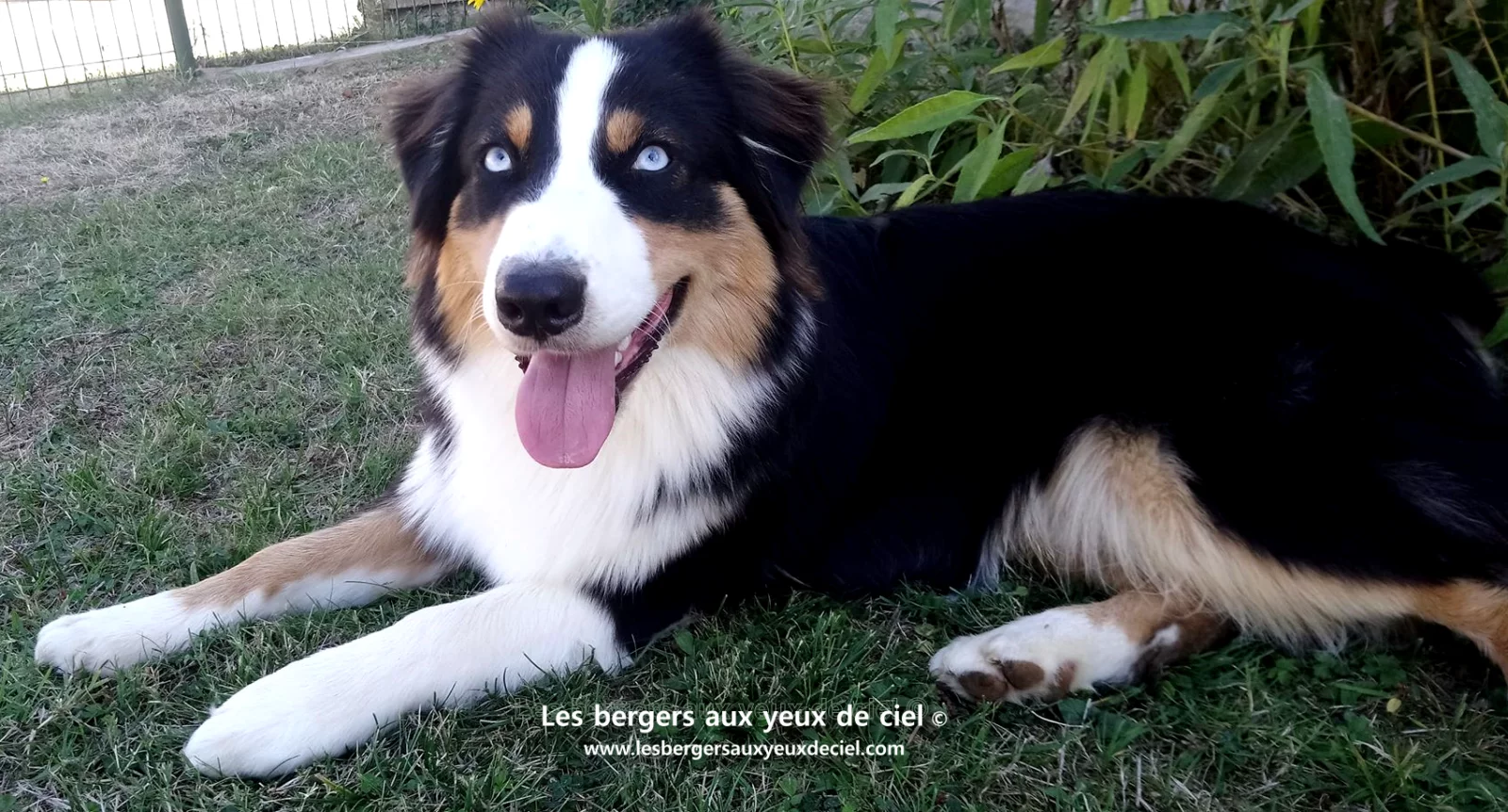 New Casper, berger australien noir tricolore aux yeux bleus de l'élevage les bergers aux yeux de ciel