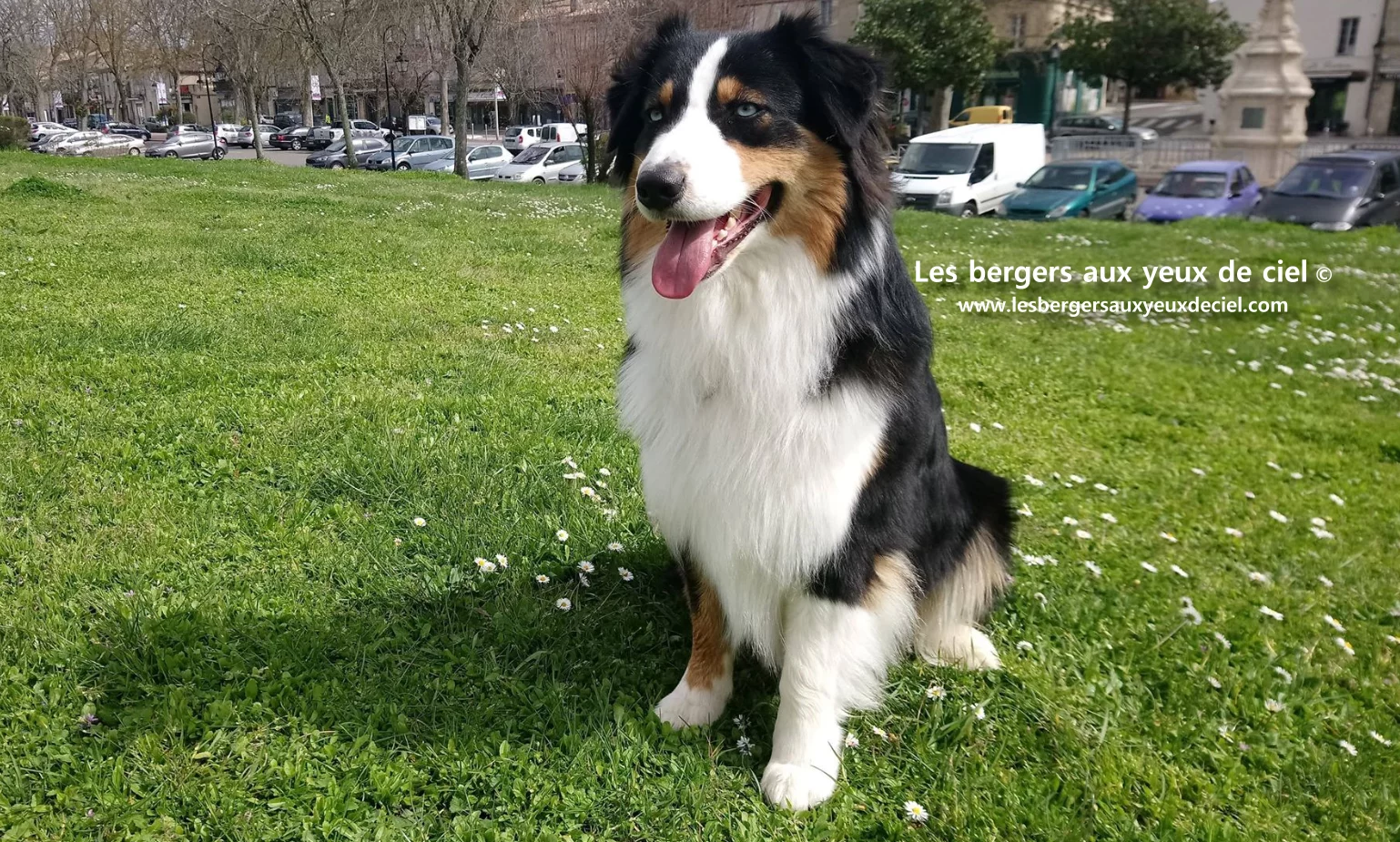 New Casper, berger australien noir tricolore aux yeux bleus de l'élevage les bergers aux yeux de ciel