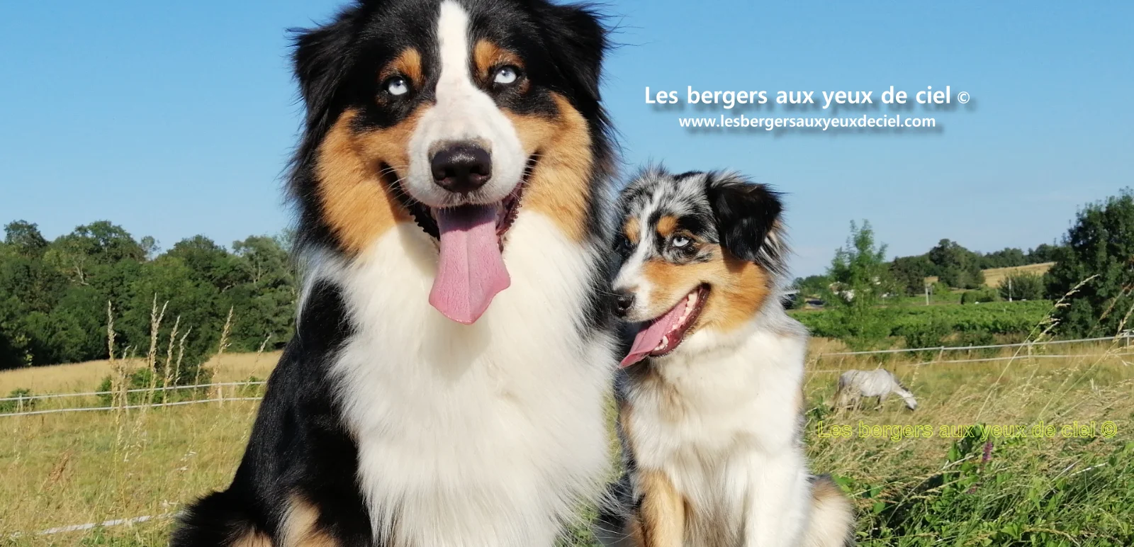 New Casper, berger australien noir tricolore aux yeux bleus de l'élevage les bergers aux yeux de ciel
