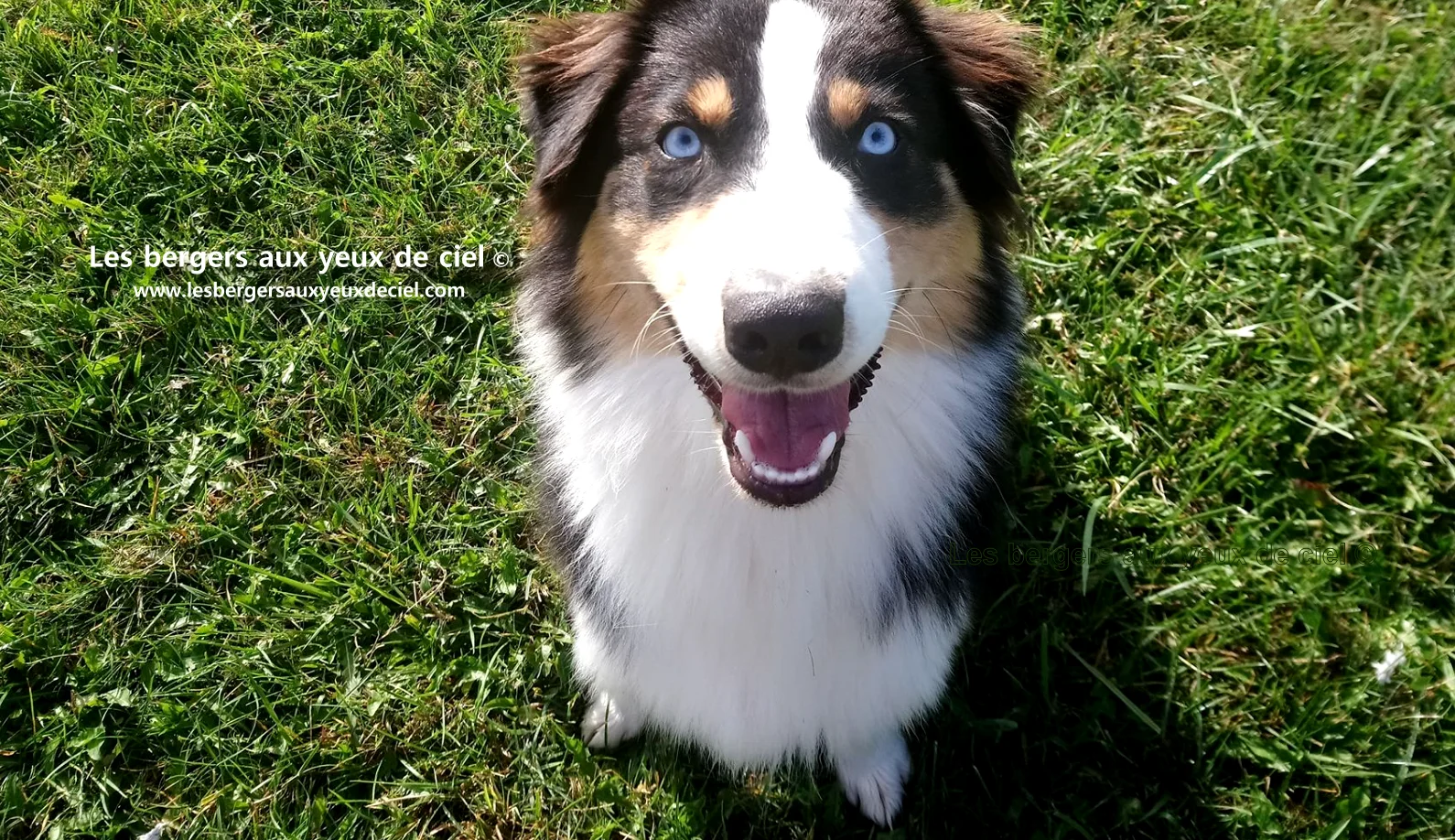 New Casper, berger australien noir tricolore aux yeux bleus de l'élevage les bergers aux yeux de ciel