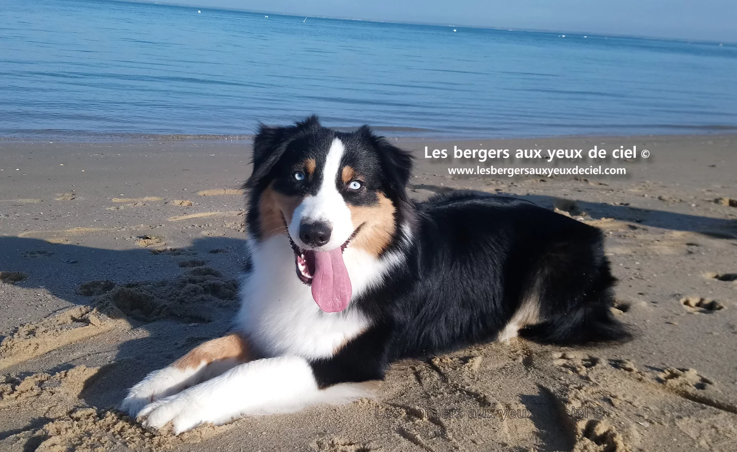 New Casper, berger australien noir tricolore aux yeux bleus de l'élevage les bergers aux yeux de ciel