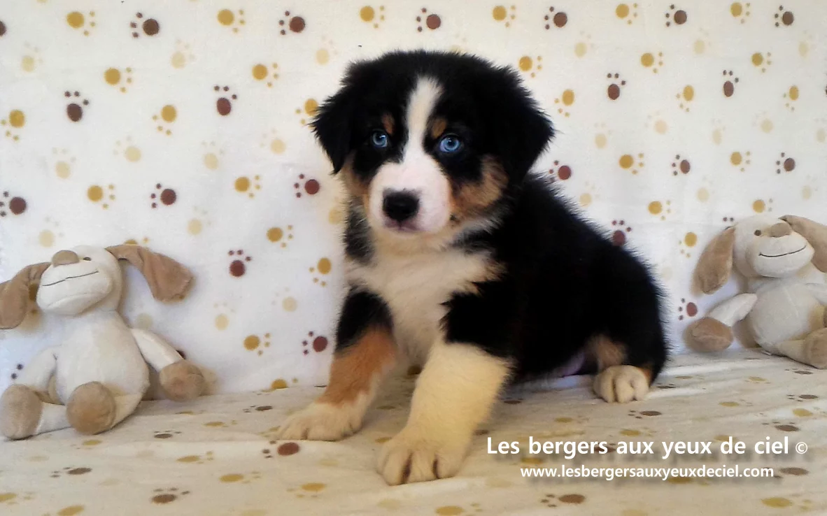 New Casper, berger australien noir tricolore aux yeux bleus de l'élevage les bergers aux yeux de ciel