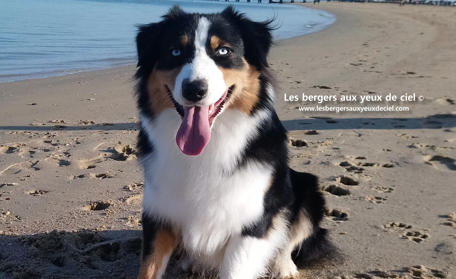 New Casper, berger australien noir tricolore aux yeux bleus de l'élevage les bergers aux yeux de ciel