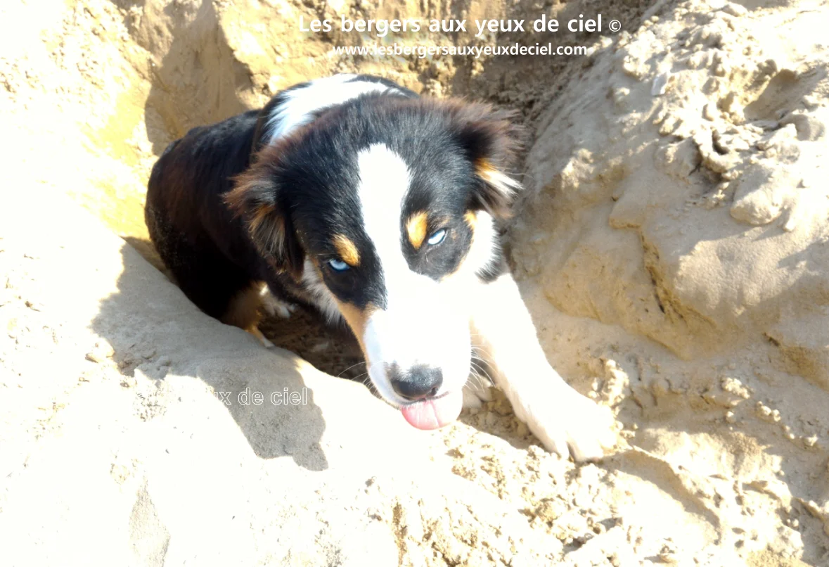 New Casper, berger australien noir tricolore aux yeux bleus de l'élevage les bergers aux yeux de ciel