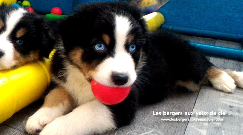 New Casper, chiot berger australien noir tricolore aux yeux bleus