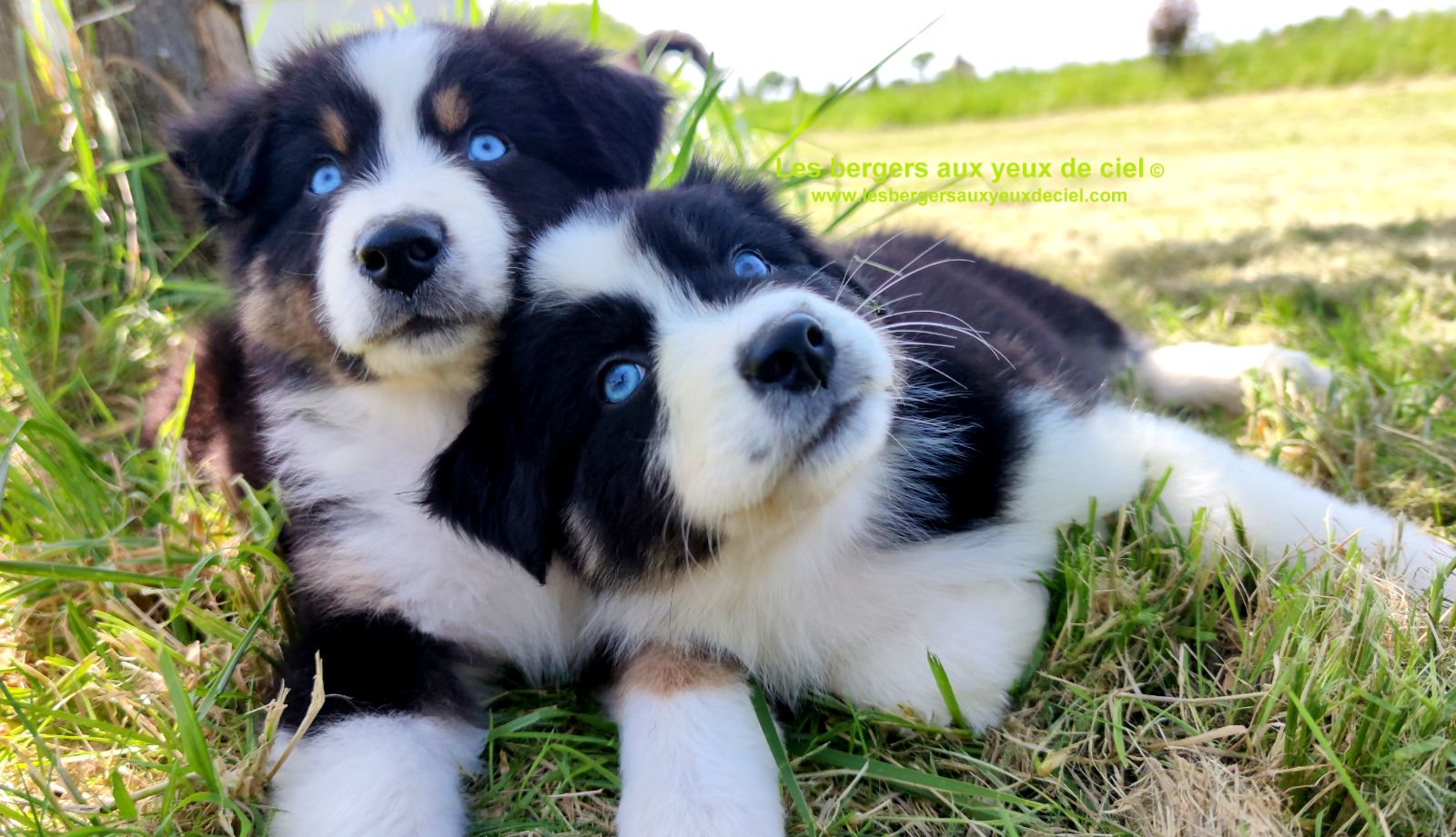 Rimbaud, chiot berger australien noir tricolore aux yeux bleus de l'élevage les bergers aux yeux de ciel