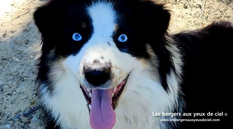 Unique des bergers aux yeux de ciel, femelle berger australien noir tricolore aux yeux bleus