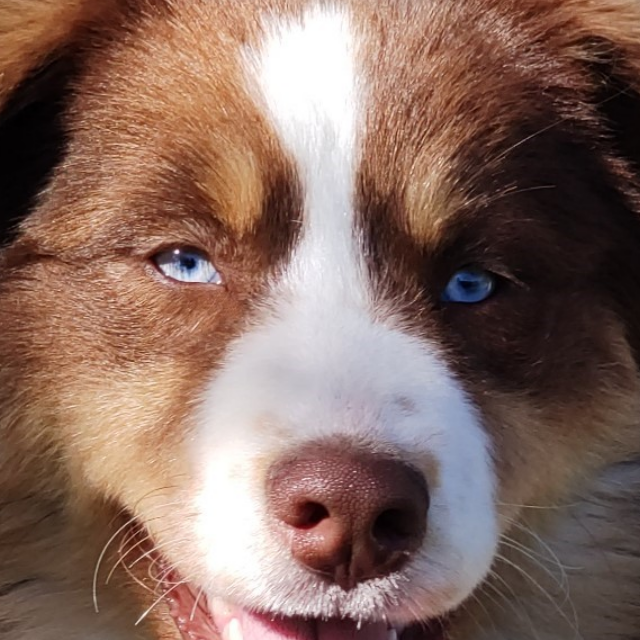 berger australien femelle rouge tricolore aux yeux bleus
