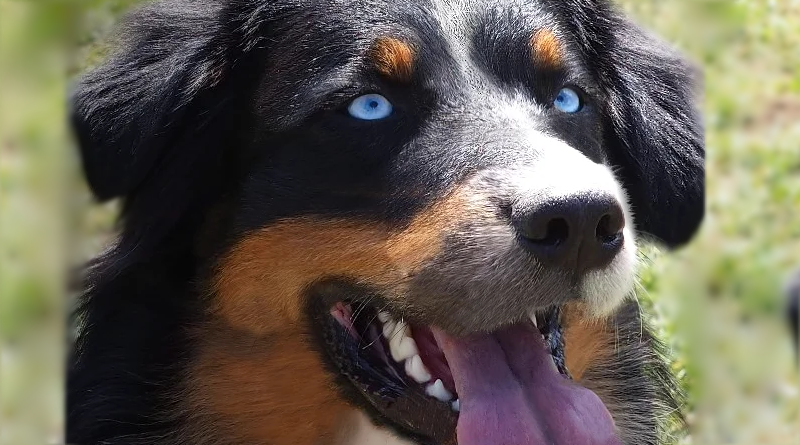 berger australien noir tricolore avec des yeux bleus
