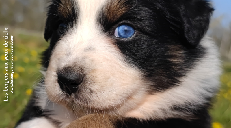 berger australien noir tricolore aux yeux bleus vairons -toscane 30 jours