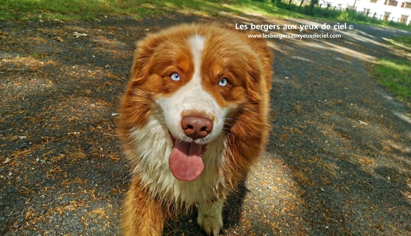 Fantômas le berger australien rouge tricolore aux yeux bleus âgé de 7 ans 