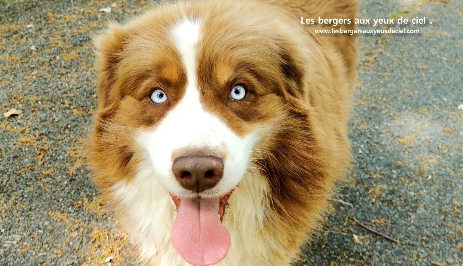Fantômas le berger australien rouge tricolore aux yeux bleus âgé de 7 ans 
