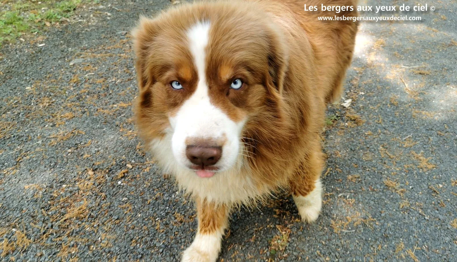 Fantômas le berger australien rouge tricolore aux yeux bleus âgé de 7 ans 