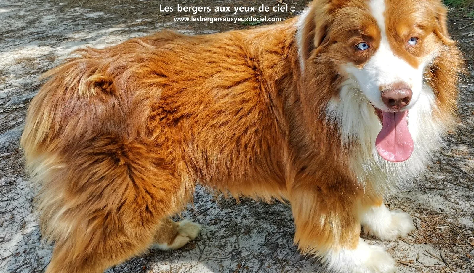 Fantômas le berger australien rouge tricolore aux yeux bleus âgé de 7 ans 