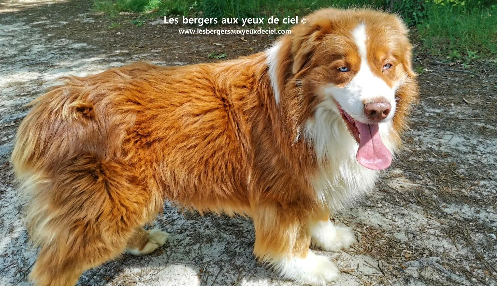 Fantômas le berger australien rouge tricolore aux yeux bleus âgé de 7 ans 