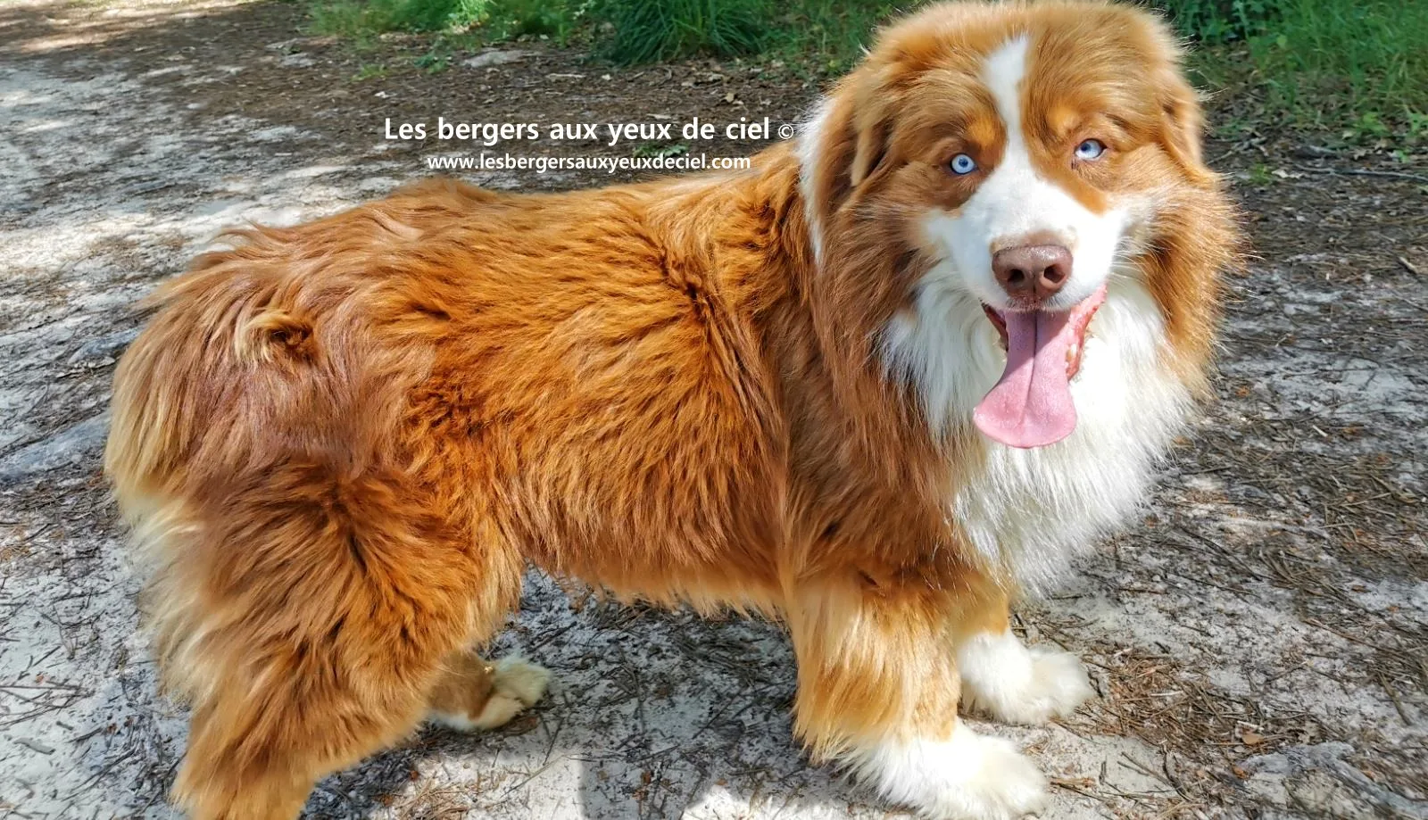 Fantômas le berger australien rouge tricolore aux yeux bleus âgé de 7 ans 
