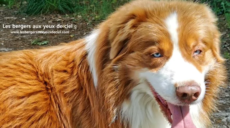 Fantômas le berger australien rouge tricolore aux yeux bleus agé de 7 ans