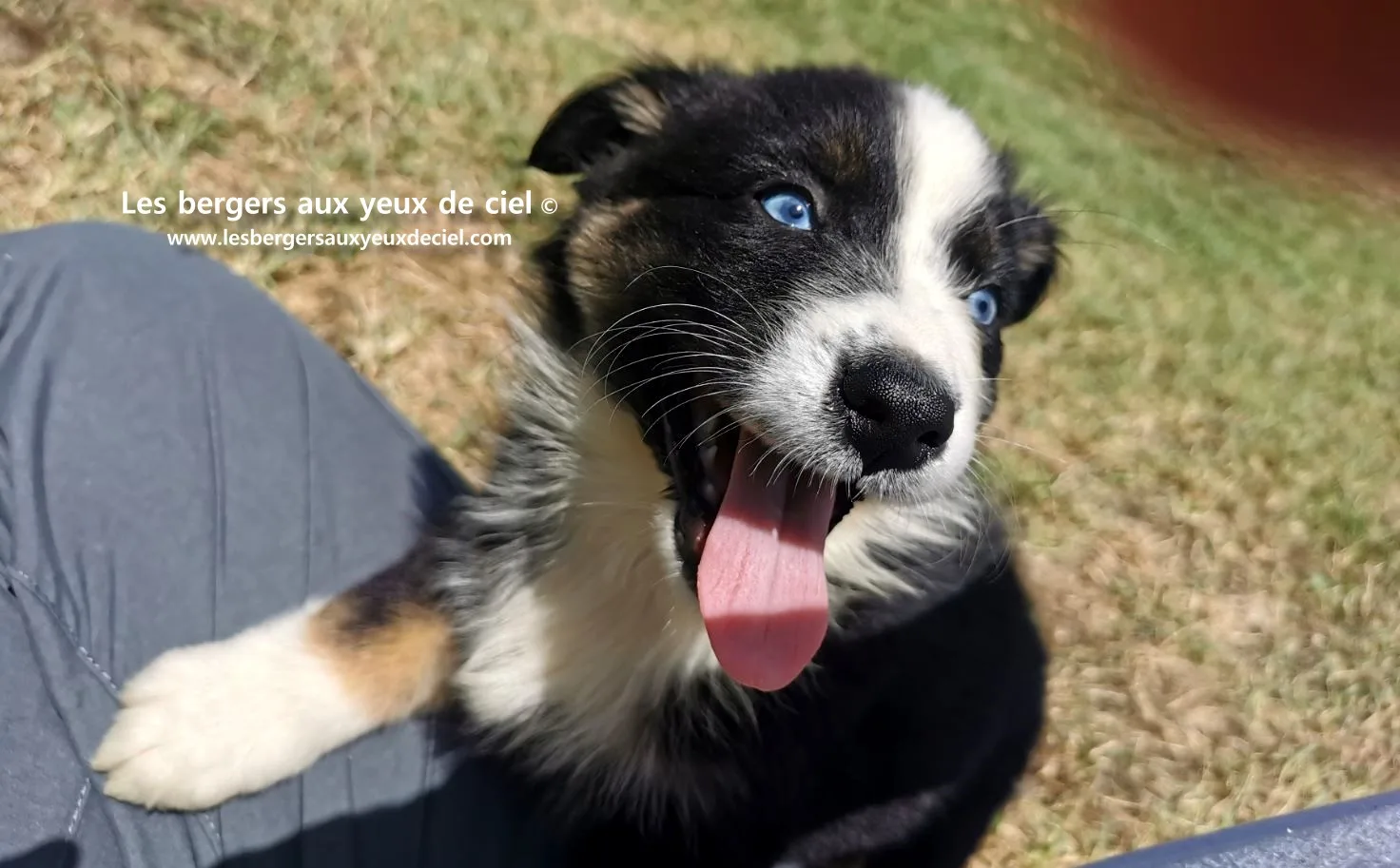 Chiot femelle berger australien noire tricolore aux yeux bleus âgée âgée d'un mois et demi.