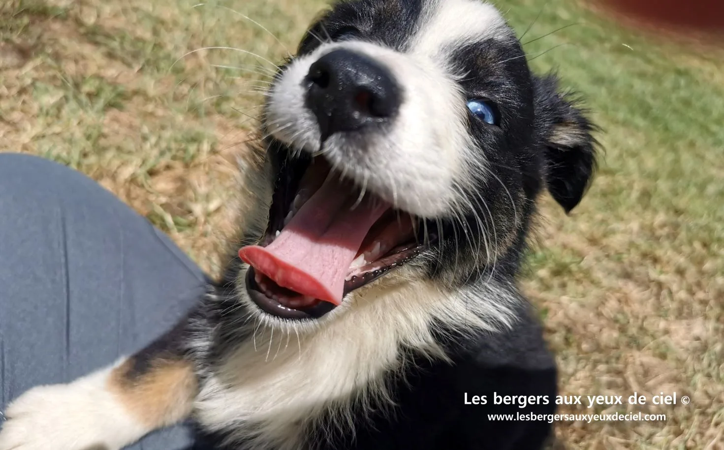 Chiot femelle berger australien noire tricolore aux yeux bleus âgée âgée d'un mois et demi.