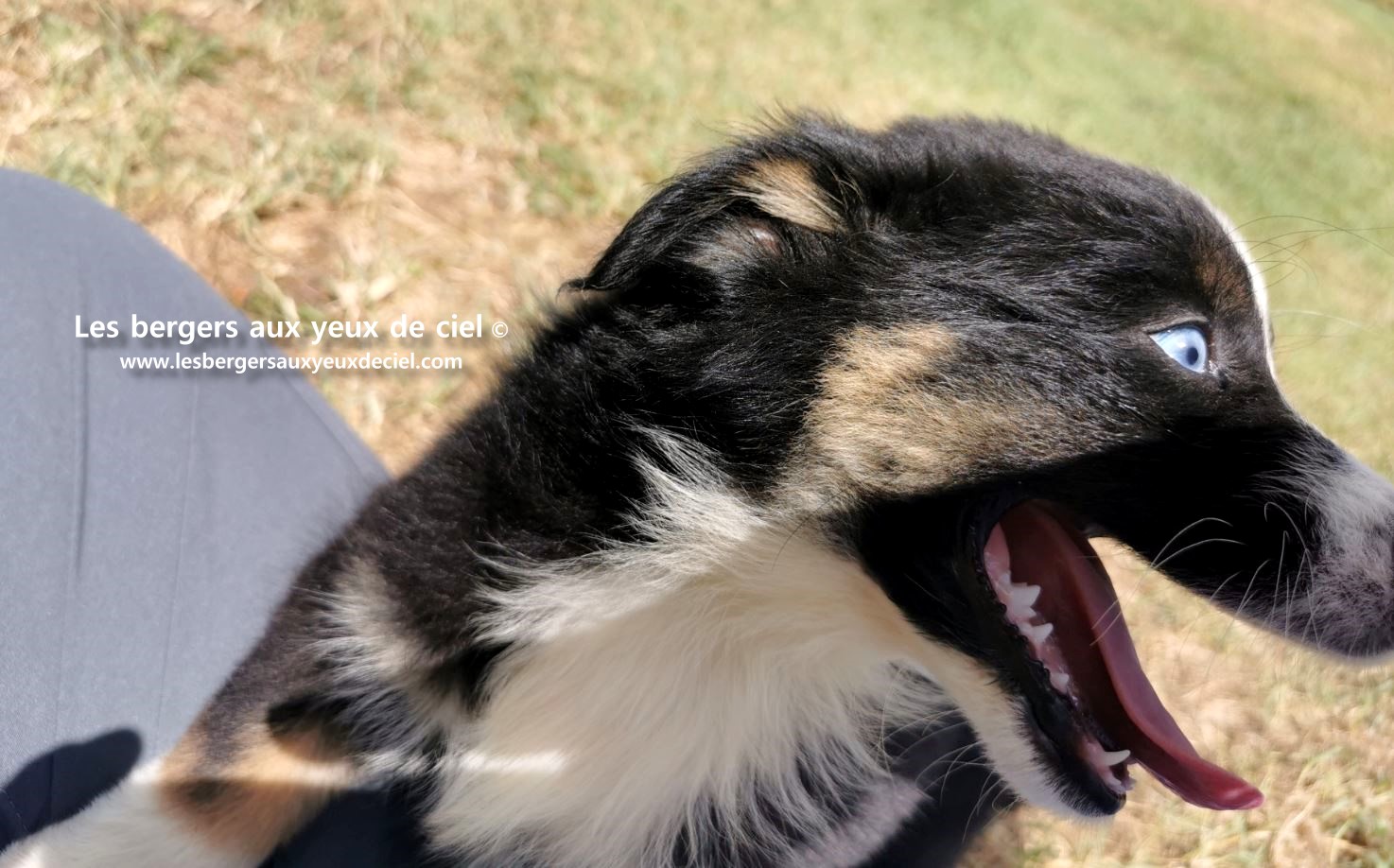 Chiot femelle berger australien noire tricolore aux yeux bleus âgée âgée d'un mois et demi.
