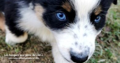 Chiot berger australien Femelle Luna Chiot femelle berger australien noire tricolore aux yeux bleus de 1 mois et demi