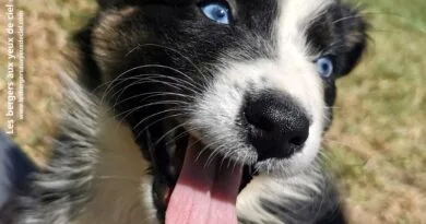 chiot berger australien Femelle Tali Chiot femelle berger australien noire tricolore aux yeux bleus d'un mois et demi