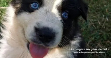 Chiot mâle berger australien noir tricolore aux yeux bleus âgé de 30 jours. Élevage les bergers aux yeux de ciel