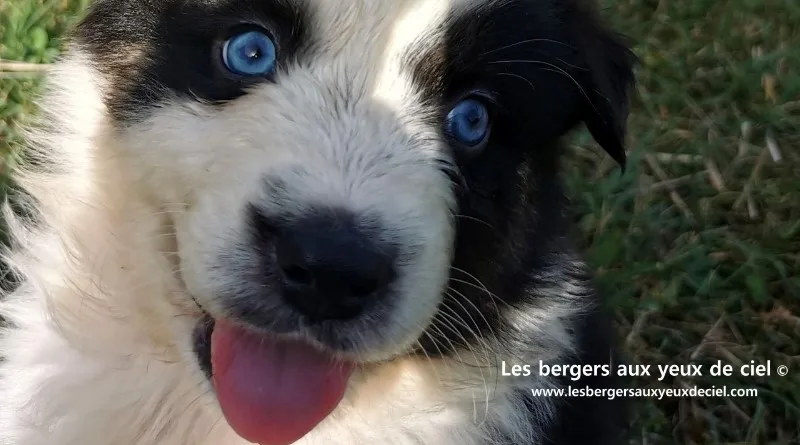 Chiot mâle berger australien noir tricolore aux yeux bleus âgé de 30 jours. Élevage les bergers aux yeux de ciel