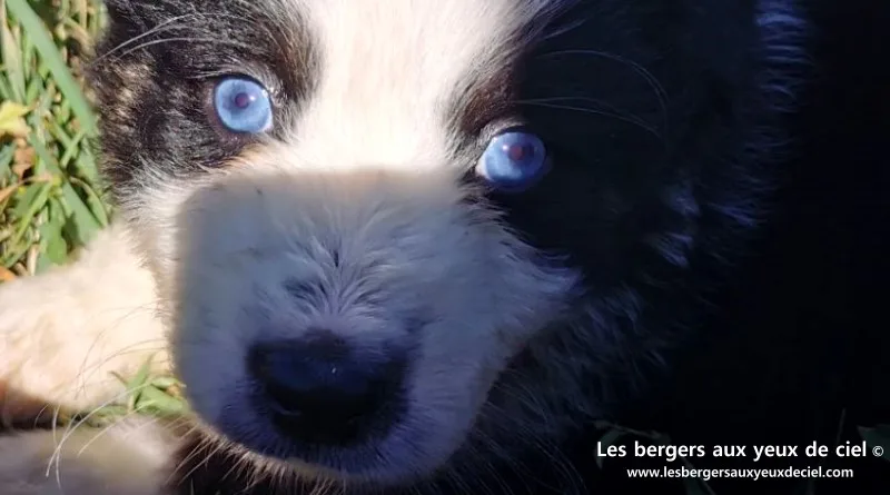 Chiot mâle berger australien noir tricolore aux yeux bleus âgé de 40 jours. Élevage les bergers aux yeux de ciel