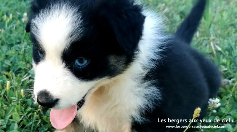 Chiot mâle berger australien noir tricolore aux yeux bleus âgé de 40 jours. Élevage les bergers aux yeux de ciel