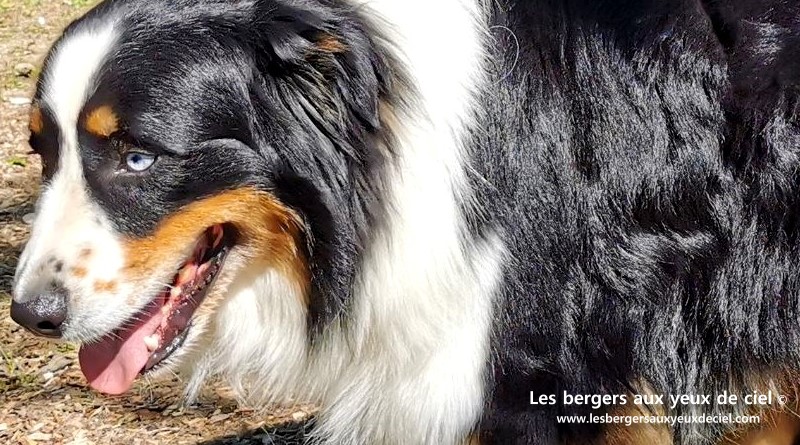 Lancelot, le berger australien noir tricolore aux yeux bleus âgé de 3 ans - Élevage les bergers aux yeux de ciel