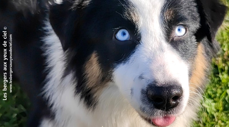 mère de Fantômette, berger australien femelle noire tricolore aux yeux bleus