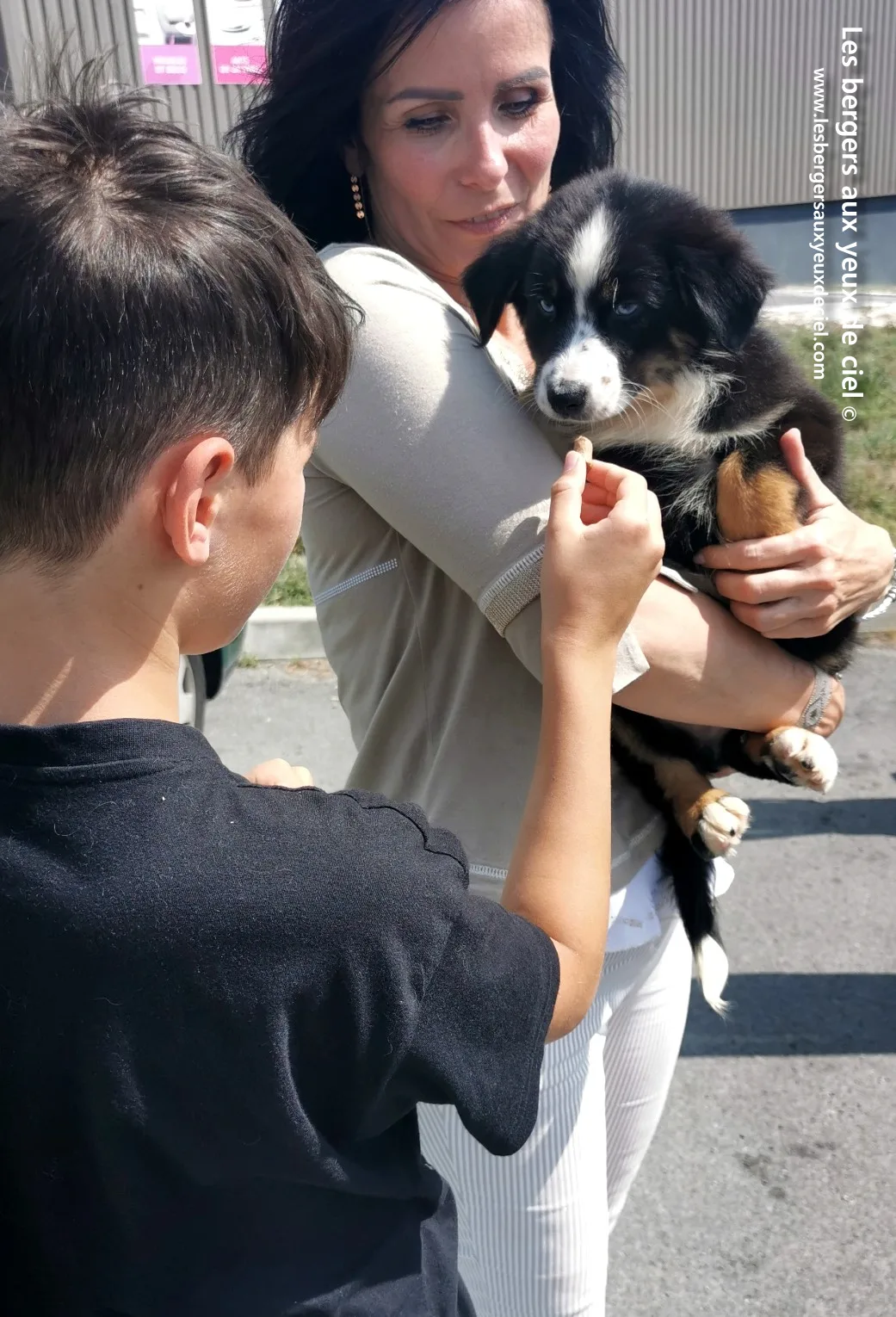 tali, berger australien tricolore aux yeux bleus de 2 mois