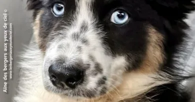 Aïne, chiot femelle berger australien noire tricolore aux yeux bleus âgée de 2 mois