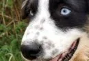 Aïne trois mois aïne chiot femelle berger australien noire tricolore aux yeux bleus âgée de 3 mois youtube