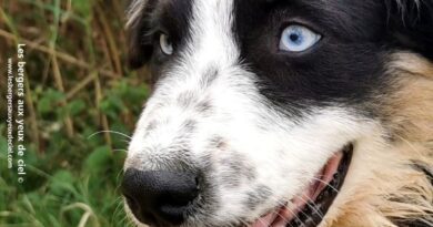 aïne chiot femelle berger australien noire tricolore aux yeux bleus âgée de 3 mois youtube