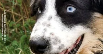 Aïne trois mois aïne chiot femelle berger australien noire tricolore aux yeux bleus âgée de 3 mois youtube