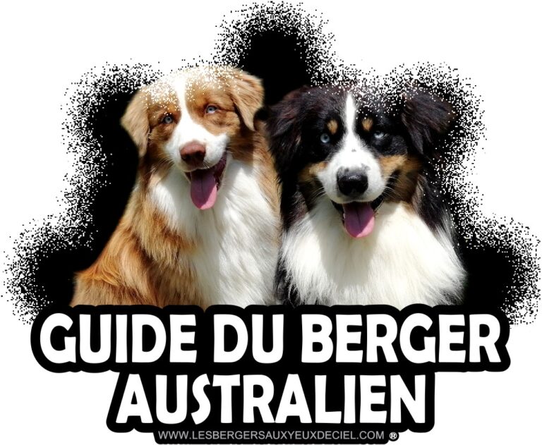 guide du berger australien par les bergers aux yeux de ciel