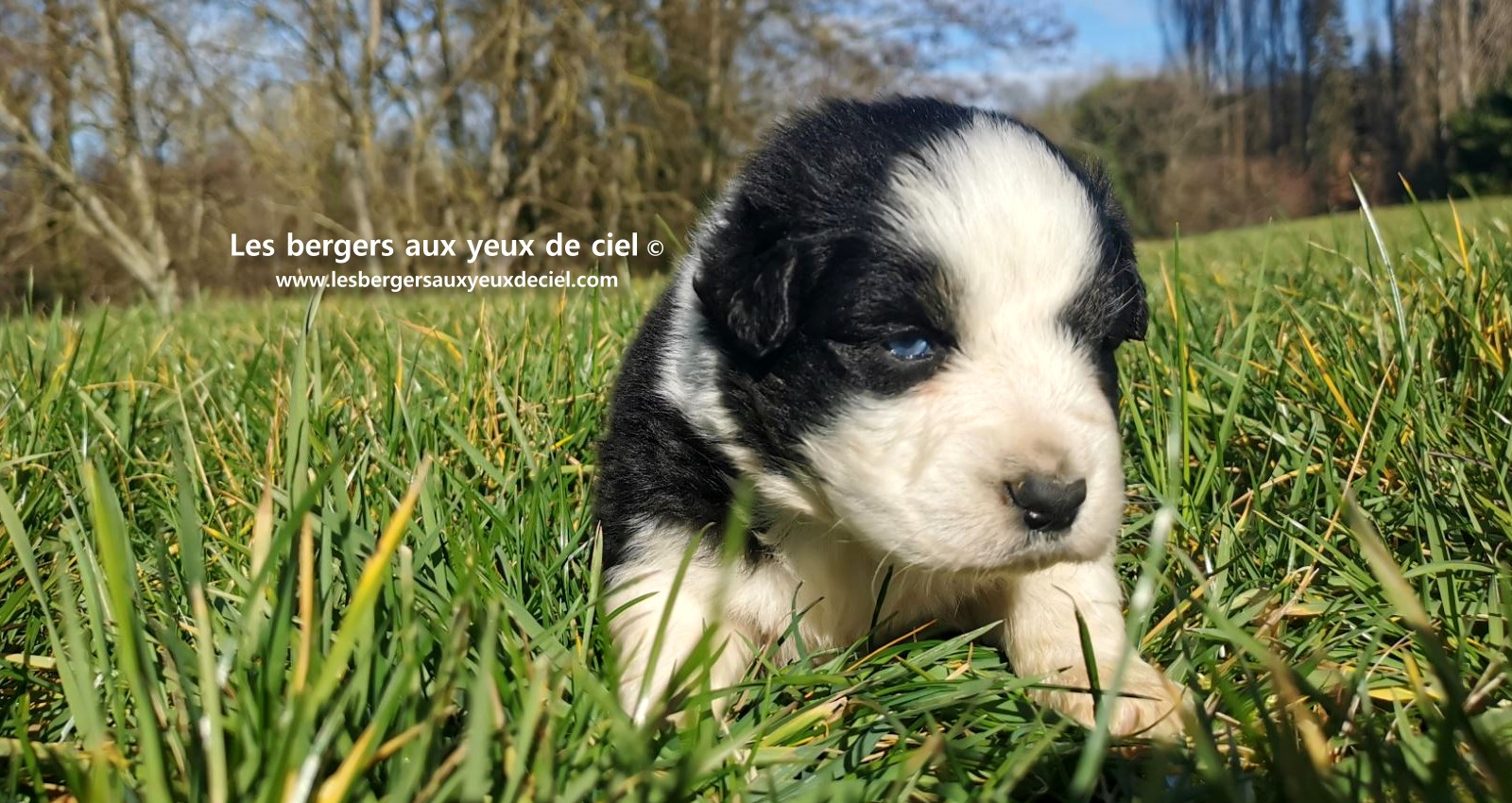 chiot mâle berger australien noir tricolore aux yeux bleus âgé de 25 jours 10