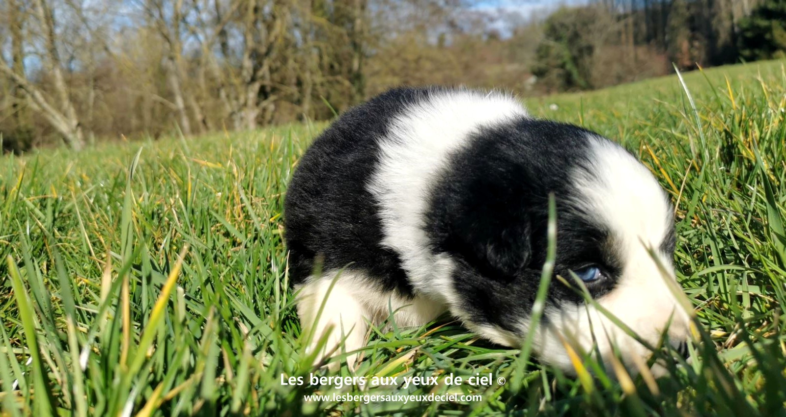chiot mâle berger australien noir tricolore aux yeux bleus âgé de 25 jours 11