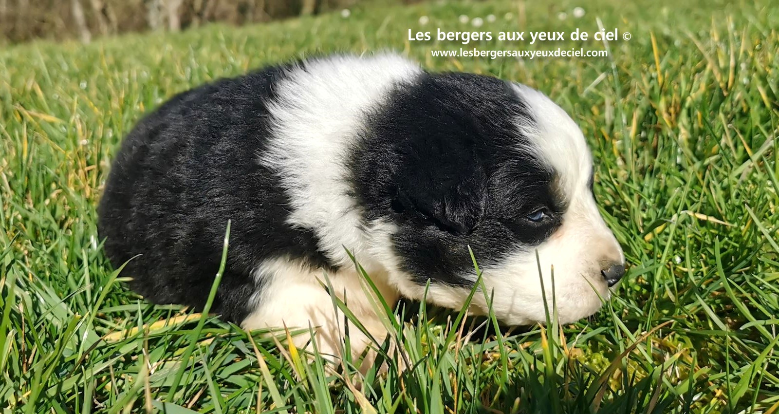 chiot mâle berger australien noir tricolore aux yeux bleus âgé de 25 jours 12